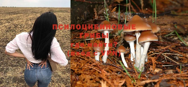 крисы Касимов